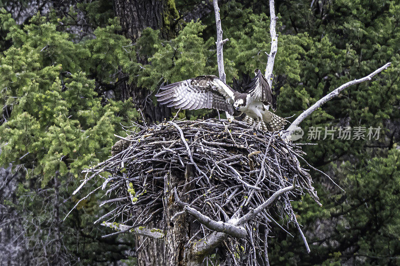 鱼鹰(Pandion haliaetus)，也被称为海鹰、河鹰和鱼鹰，是一种昼夜活动的，以鱼为食的猛禽，分布在世界各地。在怀俄明州黄石国家公园的水中发现的。在一个巢上，张开翅膀。